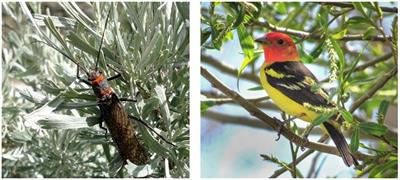 Emergence phenology of the giant salmonfly and responses by birds in Idaho river networks